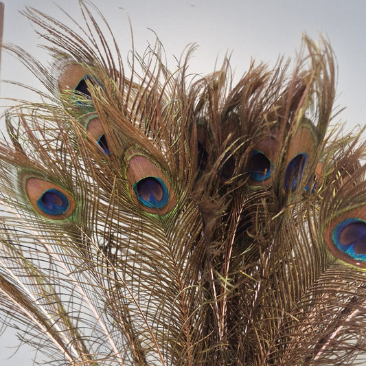 Plumes de paon