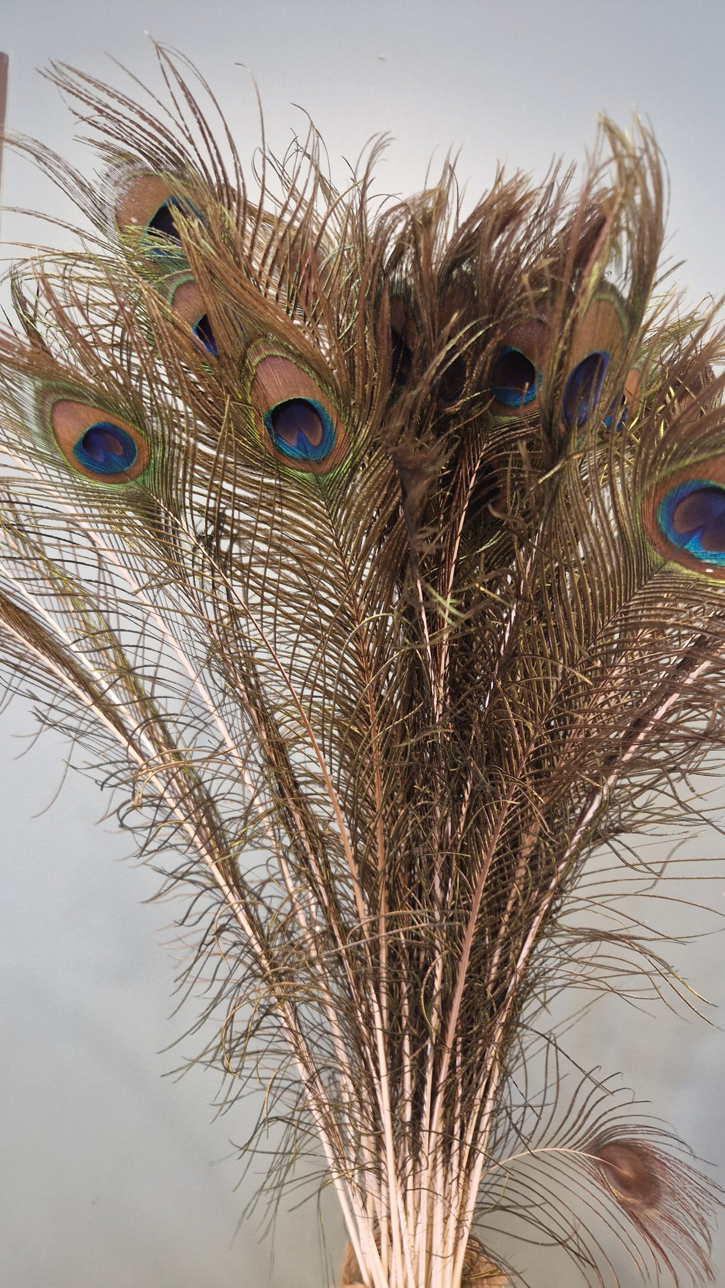 Plumes de paon